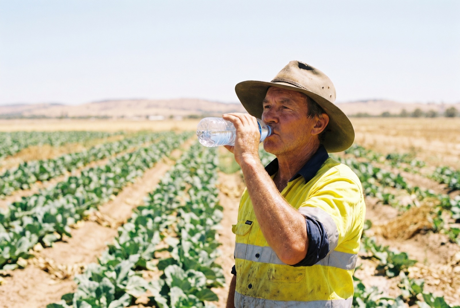 A seasonal worker drinking water under a hot midday sun in an Australian vegetable field.