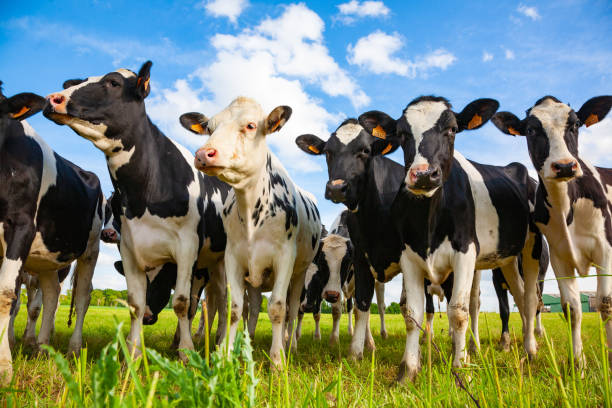 Cattle Behaviour and Handling Techniques