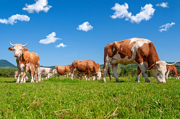 Reasons rotational grazing matter